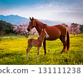 Horse  131111238