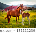 Horse  131111239