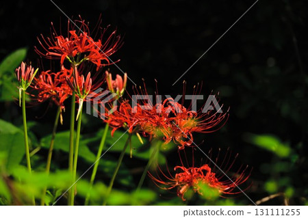Red cluster amaryllis on a black background Red cluster amaryllis on a black background 131111255