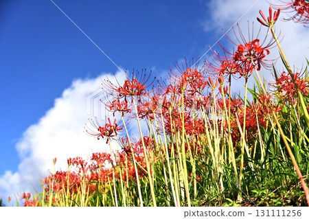 Cluster amaryllis, autumn sky and clouds Cluster amaryllis, autumn sky and clouds 131111256