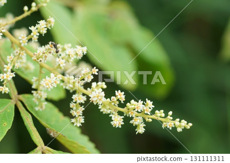 漆樹雌花 漆樹雌花 131111311