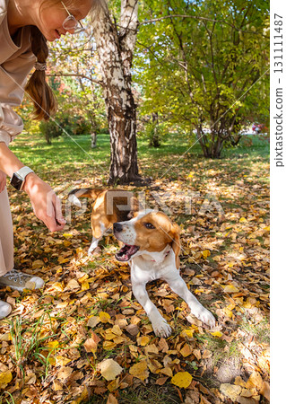 Girl training beagle dog with treat on autumn day in park. Girl training beagle dog with treat on autumn day in park. 131111487