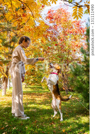Teenager playing with dog in autumn park. Beagle standing on hind legs for treat. 131111490