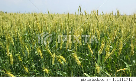 Barley blown by the wind, Blessings of the earth 2 Barley blown by the wind, Blessings of the earth 2 131111712