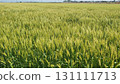Green wheat field swaying in the wind 131111713