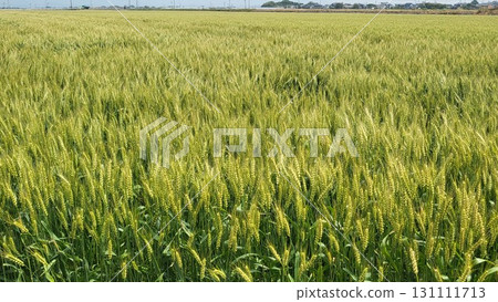 Green wheat field swaying in the wind Green wheat field swaying in the wind 131111713