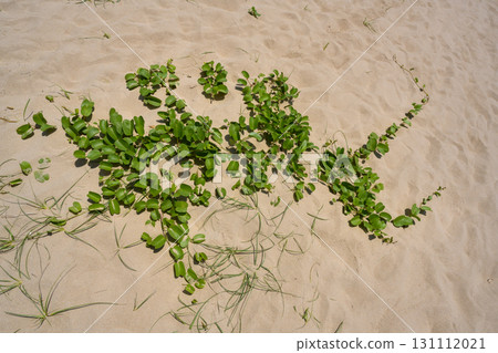 The Double-Lobed Ipomoea (lat: Ipomoea Pes-Caprae) shrub creeping on the sand in Vietnam 131112021