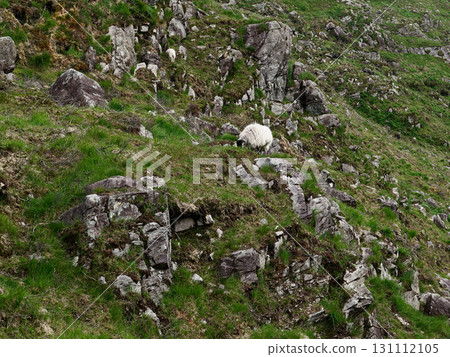 Rugged beauty. A woolly sheep surveys its rocky kingdom, a testament to nature's untamed spirit and idyllic serenity. Rugged beauty. A woolly sheep surveys its rocky kingdom, a testament to nature's untamed spirit and idyllic serenity. 131112105