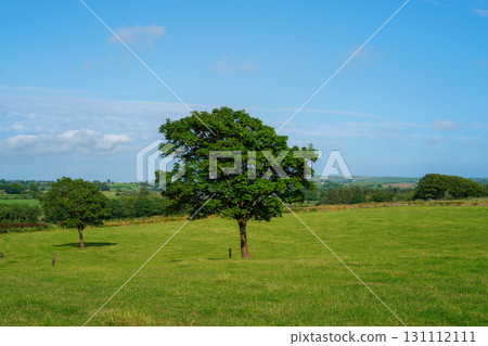 Trees stand in the middle of a green field, under a blue sky with sparse clouds. This is in West Cork, Ireland. Farmland rolls into the distance. Trees stand in the middle of a green field, under a blue sky with sparse clouds. This is in West Cork, Ireland. Farmland rolls into the distance. 131112111