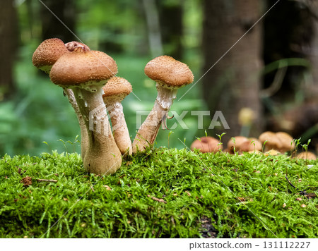 Colorful mushrooms grow on moss-covered log in a forest during a sunny day Colorful mushrooms grow on moss-covered log in a forest during a sunny day 131112227