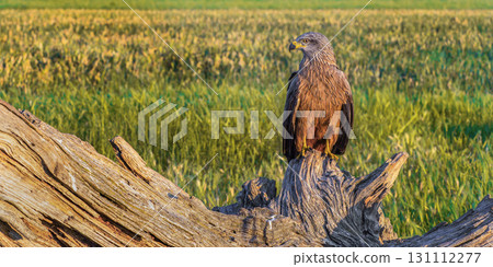 Black Kite, Spain Black Kite, Spain 131112277
