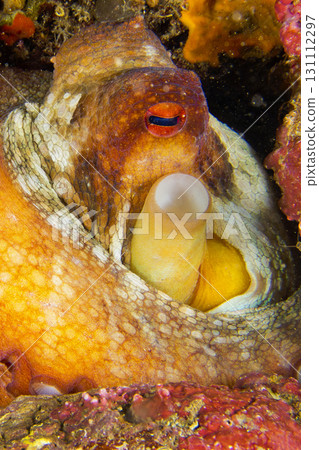 Common octopus, Cabo Cope-Puntas del Calnegre Natural Park, Spain 131112297