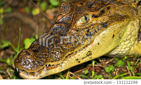 Spectacled Caiman, Tropical Rainforest, Costa Rica 131112298