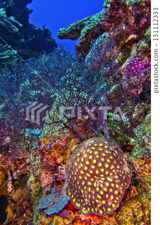 Stony Coral, Bunaken National Marine Park, Indonesia Stony Coral, Bunaken National Marine Park, Indonesia 131112333