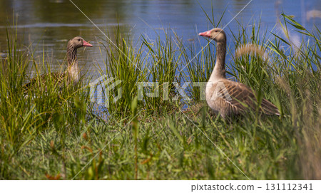 Greylag Goose, Tablas de Daimiel National Park, Spain 131112341