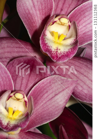 Tropical Orchid, Amazonia 131112368