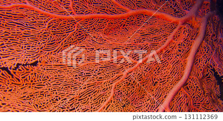 Gorgonian, Maldives 131112369