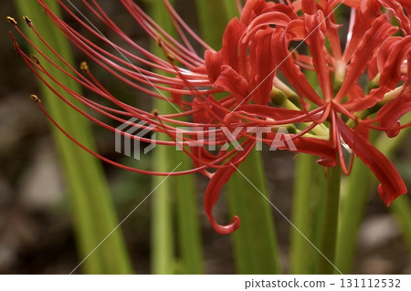 紅蜘蛛百合特寫 紅蜘蛛百合特寫 131112532
