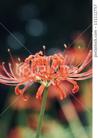 Beautifully blooming red spider lilies with a bokeh background, close-up 131112757
