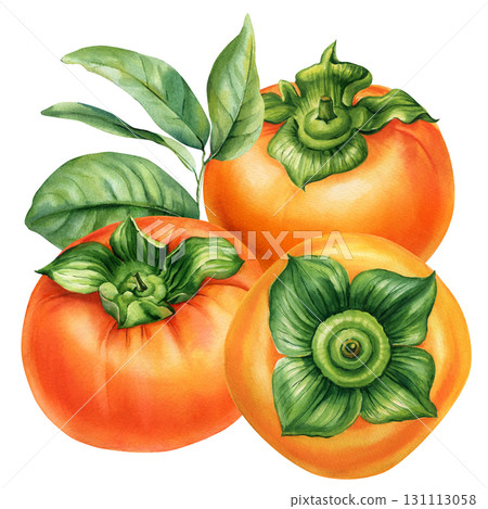 Persimmon fruits with green leaves watercolor illustration autumn seasonal exotic fruit healthy organic food design Persimmon fruits with green leaves watercolor illustration autumn seasonal exotic fruit healthy organic food design 131113058