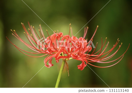 美麗綻放的紅蜘蛛百合特寫 美麗綻放的紅蜘蛛百合特寫 131113140