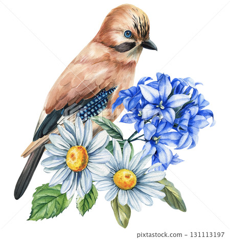 Eurasian jay bird with blue feathers sitting near daisies and bluebell flowers watercolor botanical wildlife illustration Eurasian jay bird with blue feathers sitting near daisies and bluebell flowers watercolor botanical wildlife illustration 131113197