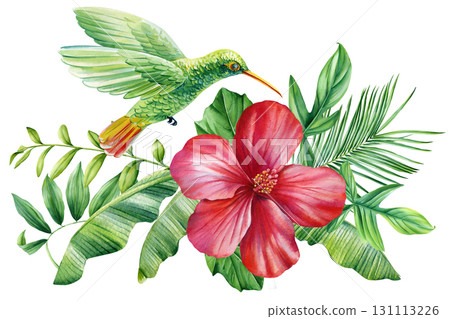 Green hummingbird with red tropical hibiscus flower and lush banana palm leaves watercolor exotic nature illustration Green hummingbird with red tropical hibiscus flower and lush banana palm leaves watercolor exotic nature illustration 131113226