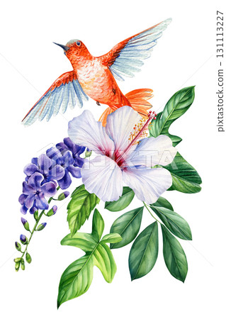 Orange hummingbird with white hibiscus and purple tropical flowers, green leaves. Watercolor exotic illustration Orange hummingbird with white hibiscus and purple tropical flowers, green leaves. Watercolor exotic illustration 131113227