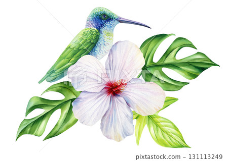 Blue green hummingbird with white hibiscus flower and monstera tropical leaves watercolor botanical exotic illustration 131113249