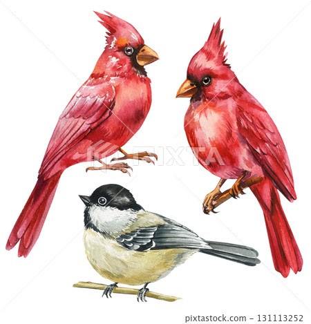 Red cardinals and black capped chickadee watercolor illustration perched on branches isolated background woodland birds art 131113252
