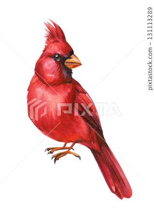 Watercolor red cardinal. Cute winter bird, songbird detailed feathers isolated on white background wildlife art Watercolor red cardinal. Cute winter bird, songbird detailed feathers isolated on white background wildlife art 131113289