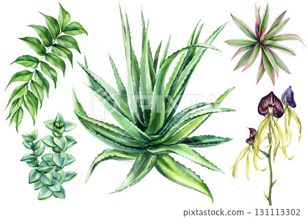 Botanical watercolor set with aloe vera succulent orchid dracaena tropical foliage floral illustration for cosmetic wellness Botanical watercolor set with aloe vera succulent orchid dracaena tropical foliage floral illustration for cosmetic wellness 131113302