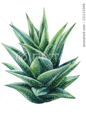 Aloe vera succulent watercolor illustration with green spiky leaves natural botanical artwork for skincare design and desert decor Aloe vera succulent watercolor illustration with green spiky leaves natural botanical artwork for skincare design and desert decor 131113309