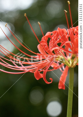 Beautifully blooming red spider lilies with a bokeh background, close-up 131113331