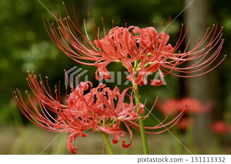 美麗綻放的紅蜘蛛百合特寫 131113332