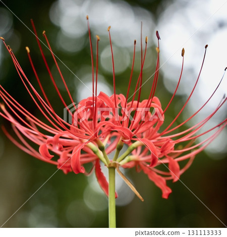 美麗綻放的紅蜘蛛百合，背景為散景，特寫 131113333