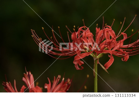 濕潤美麗的紅花石蒜特寫 131113334