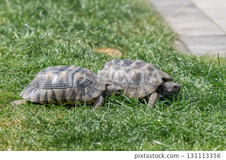 Testudo Marginata Breitrandschildkroete im Freilauf bei Paarung Vermehrung als Paar durch Reiten Aufstieg Turtle 131113356
