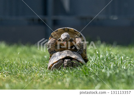 Testudo Marginata Breitrandschildkroete im Freilauf bei Paarung Vermehrung als Paar durch Reiten Aufstieg Turtle Testudo Marginata Breitrandschildkroete im Freilauf bei Paarung Vermehrung als Paar durch Reiten Aufstieg Turtle 131113357