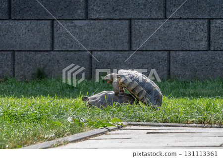 Testudo Marginata Breitrandschildkroete im Freilauf bei Paarung Vermehrung als Paar durch Reiten Aufstieg Turtle Testudo Marginata Breitrandschildkroete im Freilauf bei Paarung Vermehrung als Paar durch Reiten Aufstieg Turtle 131113361