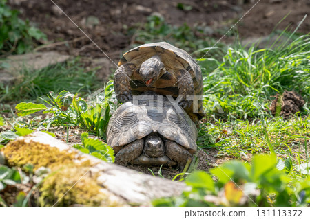 Testudo Marginata Breitrandschildkroete im Freilauf bei Paarung Vermehrung als Paar durch Reiten Aufstieg Turtle Testudo Marginata Breitrandschildkroete im Freilauf bei Paarung Vermehrung als Paar durch Reiten Aufstieg Turtle 131113372