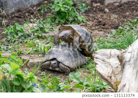 Testudo Marginata Breitrandschildkroete im Freilauf bei Paarung Vermehrung als Paar durch Reiten Aufstieg Turtle 131113374