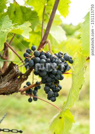 Juicy Grape Bunches Hanging on Green Vines 131113750