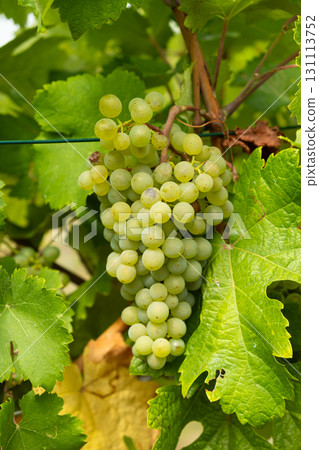 Close-Up of Ripe Grape Clusters on the Vine Close-Up of Ripe Grape Clusters on the Vine 131113752