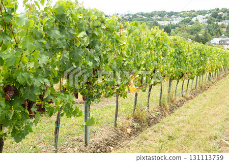 Vineyards in Austria in September, harvest, winery 131113759