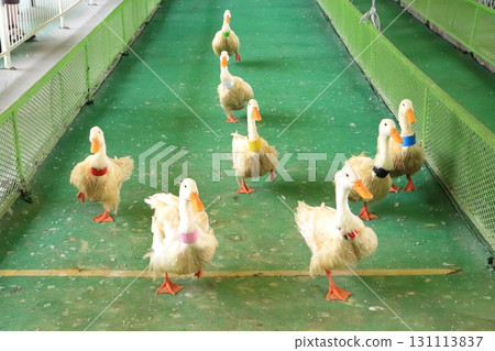 Duck race (a Beppu Rakutenchi specialty) Duck race (a Beppu Rakutenchi specialty) 131113837