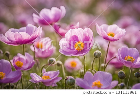 Close up of pink anemone flowers, resembling cups or daisies, blooming beautifully in a serene sunlit garden with a soft natural atmosphere. AI Generated 131113961