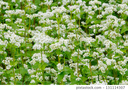 White buckwheat flower field 3 White buckwheat flower field 3 131114307