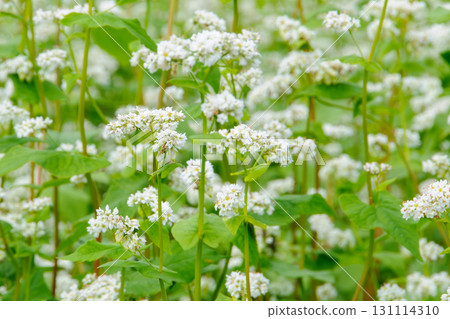 白蕎麥花田6 131114310