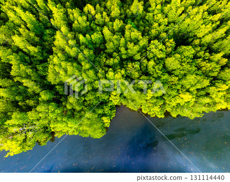 Top view mangrove forest with harbor in countryside 131114440